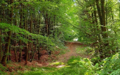À la découverte de la Forêt de Bellême