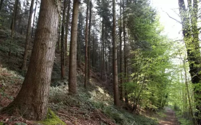 À la découverte de la Forêt de Réno-Valdieu